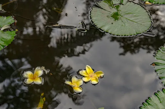 幸运飞艇走势图预览